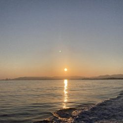 超絶激渋、初魚種