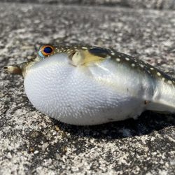 淡路島松帆の浦あたりを探検！果たして何が釣れるのか