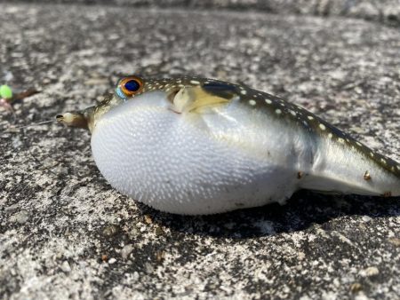 淡路島松帆の浦あたりを探検！果たして何が釣れるのか