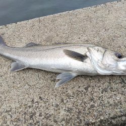 ようやく…　シーバス！