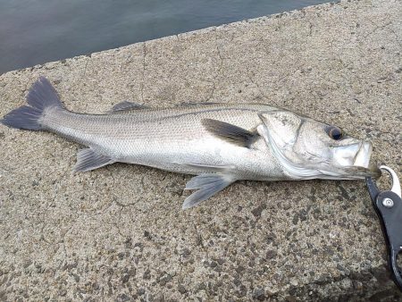 ようやく…　シーバス！