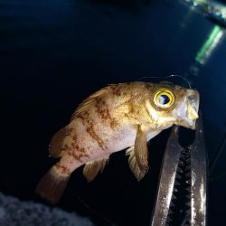 アジを探しに日本海へ