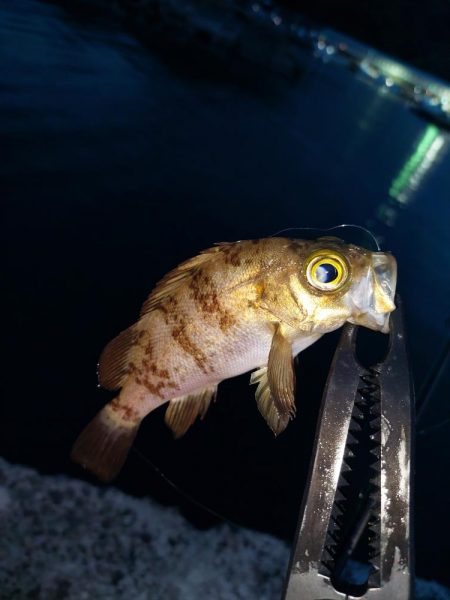 アジを探しに日本海へ