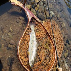 久々のヤマメ満喫