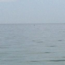 前日は釣果が良かったのですが、シブかったです