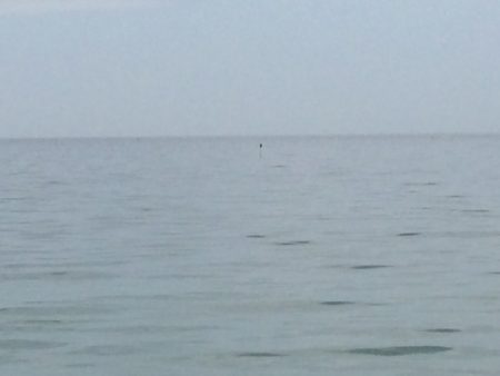 前日は釣果が良かったのですが、シブかったです