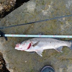 ルアーでの久々の釣果です。とても嬉しい一匹でした。