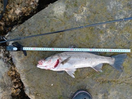 ルアーでの久々の釣果です。とても嬉しい一匹でした。