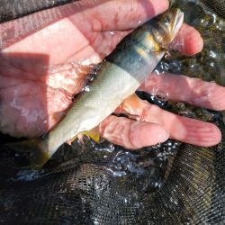 鮎釣り