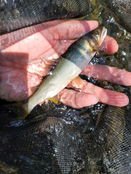 鮎釣り