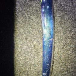 初めて釣ったタチウオ