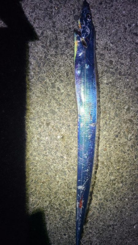 初めて釣ったタチウオ