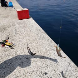 坊勢島でサビキ釣り