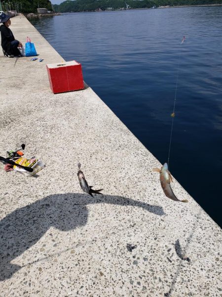 坊勢島でサビキ釣り