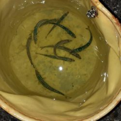 鹿島灘港でメバリング