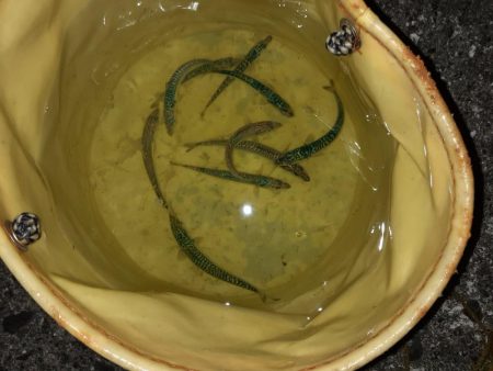 鹿島灘港でメバリング