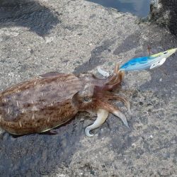 コウイカしかおらん