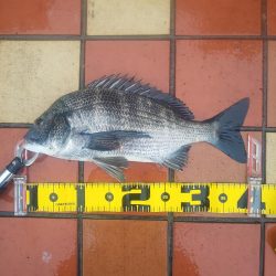 雨の力で、　～辰巳～