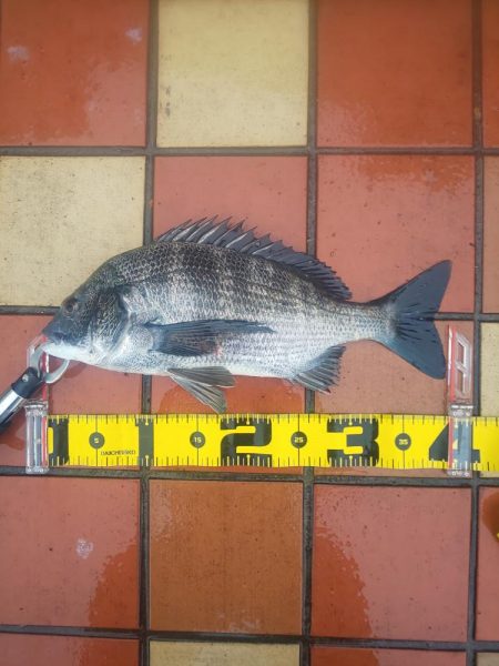 雨の力で、　～辰巳～