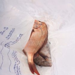 錦江湾の１つテンヤマダイ、時期がちょっと早かったです