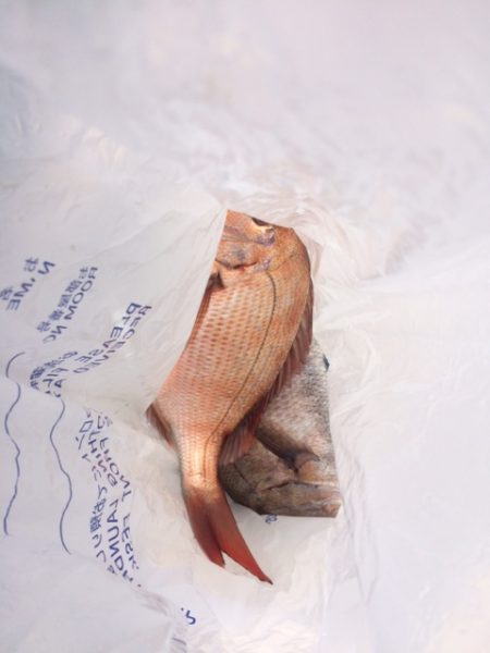 錦江湾の１つテンヤマダイ、時期がちょっと早かったです