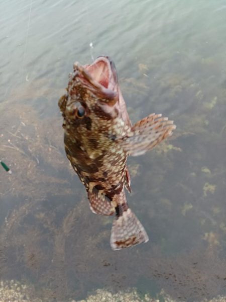 数は出ましたが型が