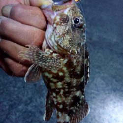 貸し切り良型メバル