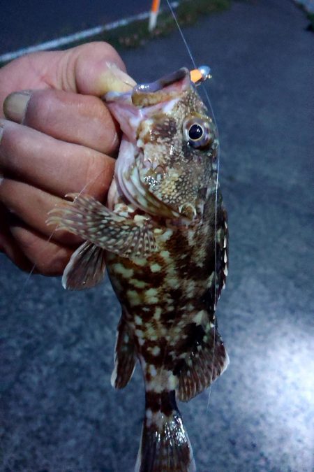 貸し切り良型メバル