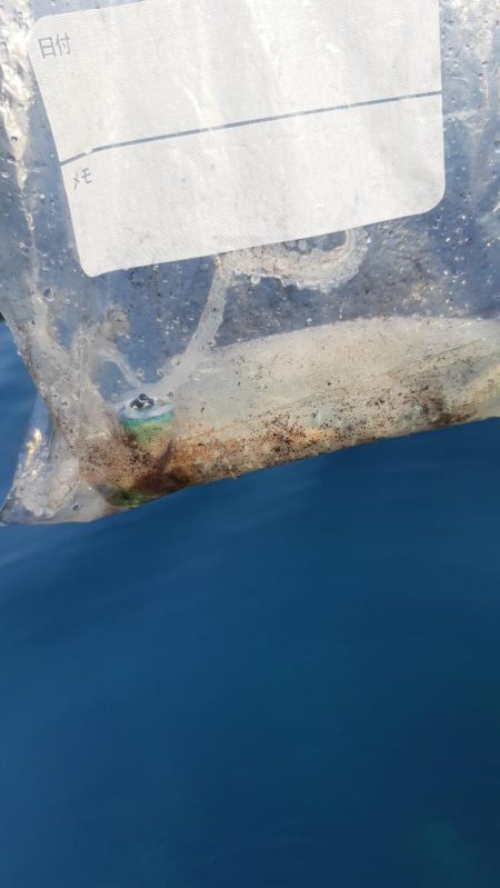 今年初アオリ。