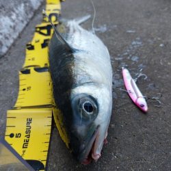 プチsalt water game