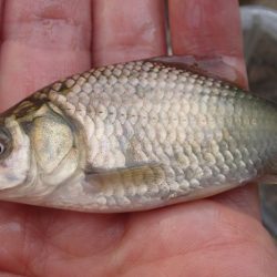 柿の種やらモロコやら