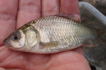 柿の種やらモロコやら