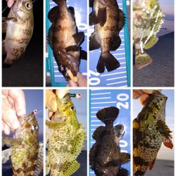 メバル自己最多！