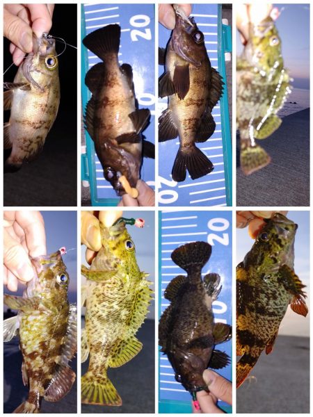 メバル自己最多！