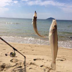 大型のキスの数釣り出来ました
