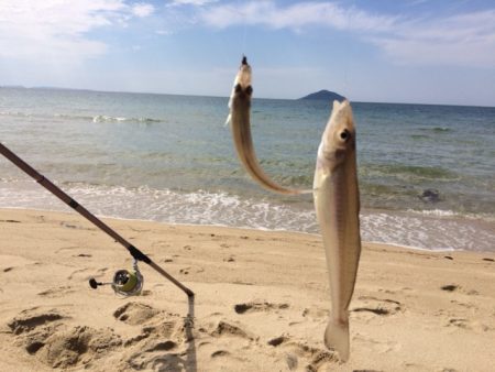 大型のキスの数釣り出来ました