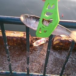 サビキは楽しい！