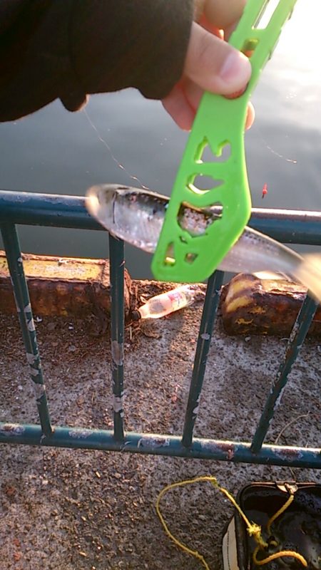 サビキは楽しい！