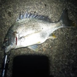 久しぶりに釣れた。