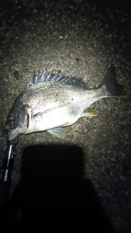 久しぶりに釣れた。