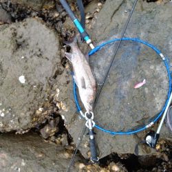 シーバス…釣れています