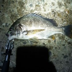 まだ釣れました。