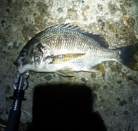 まだ釣れました。