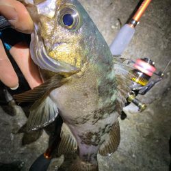 楽しいメバリング