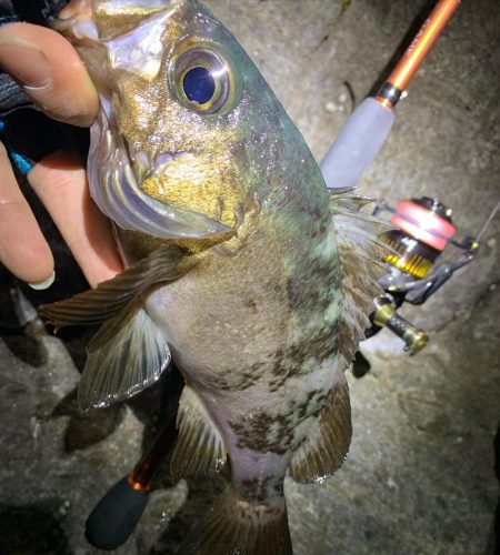 楽しいメバリング