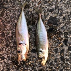 朝マヅメアジング