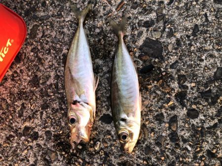 朝マヅメアジング