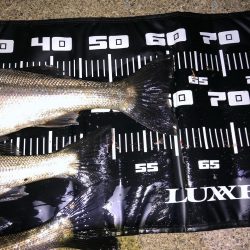 久しぶりのシーバス釣り