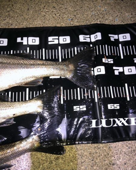 久しぶりのシーバス釣り