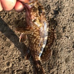 ジグヘッドでエサ釣り